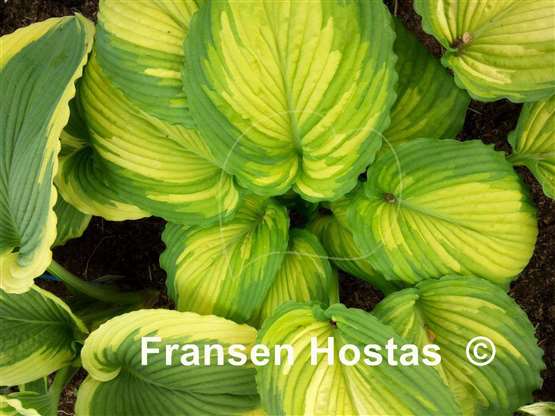 Hosta War Paint - Fransen Hostas